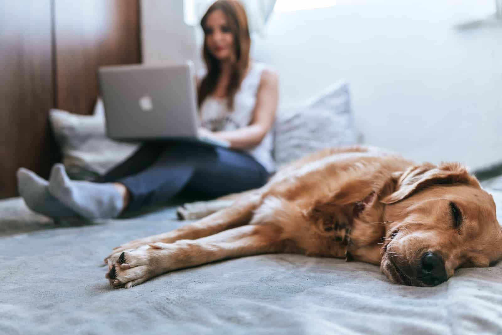 goldener Hund liegt schläftig auf einer Couch auf der in Hintergrund eine junge Frau an einem silbernen Laptop auf ihrem Schoß sitzend arbeitet