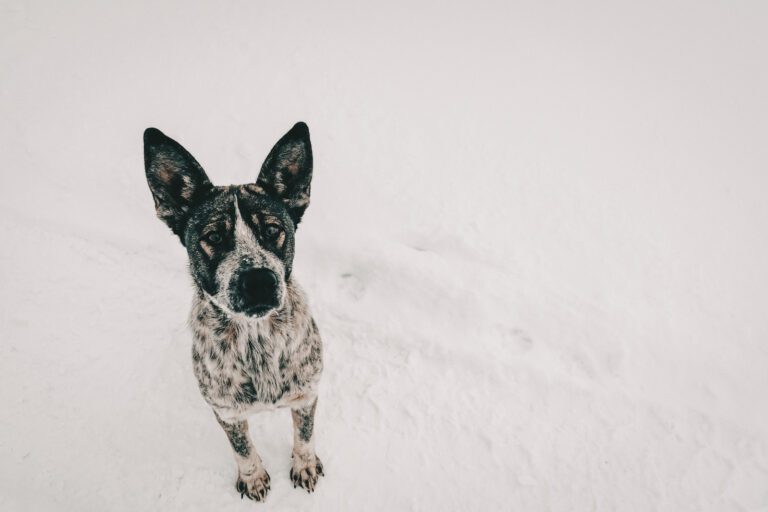 Grau-weißer Hund sitzt im Schnee und schaut in die Kamera hoch