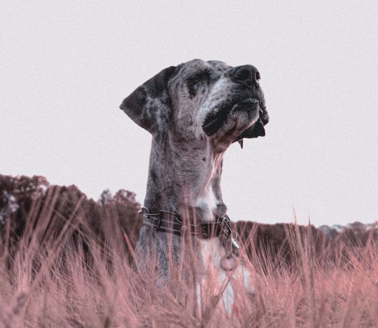 Großer grauer Hund reckt den Kopf über ein Kornfeld am Waldrand um den Sonnenuntergang zu sehen