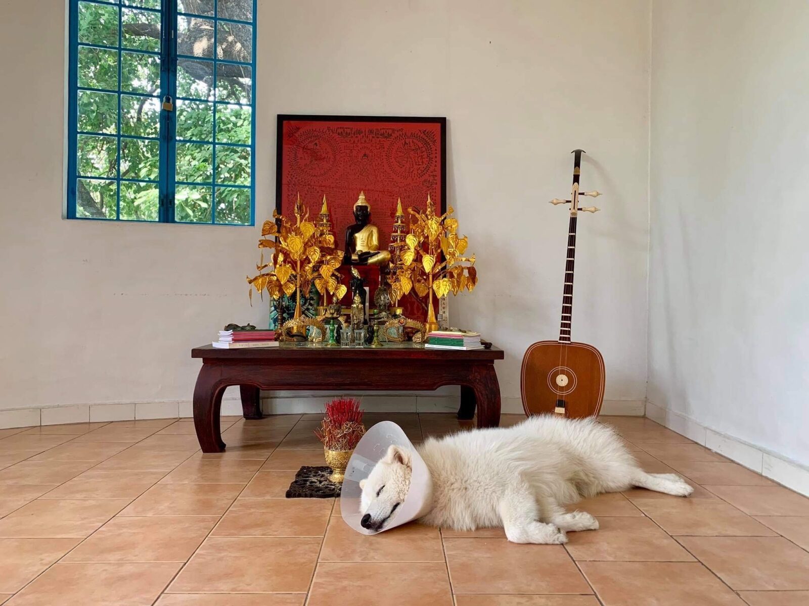 Weißer Hund liegt mit einer Halskrause auf einem orangenen Fliesen-Boden vor einem Buddhistischen Hausaltar