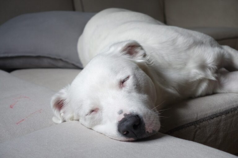 Weißer Hund liegt schlafend auf grauer Couch