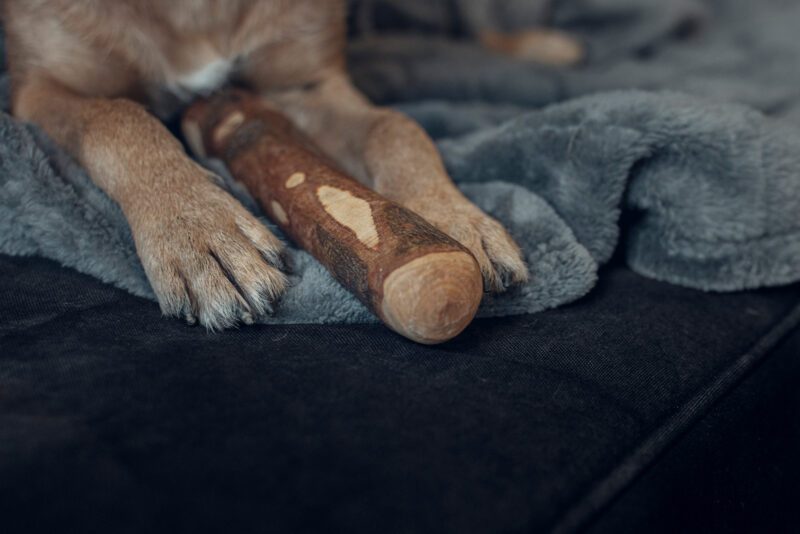 Kauholz für Hunde aus Olivenholz zwischen den Pfoten eines kleinen Hundes auf einer dunklen Stoff-Decke | LILA LOVES IT "Kauholz aus Olive"