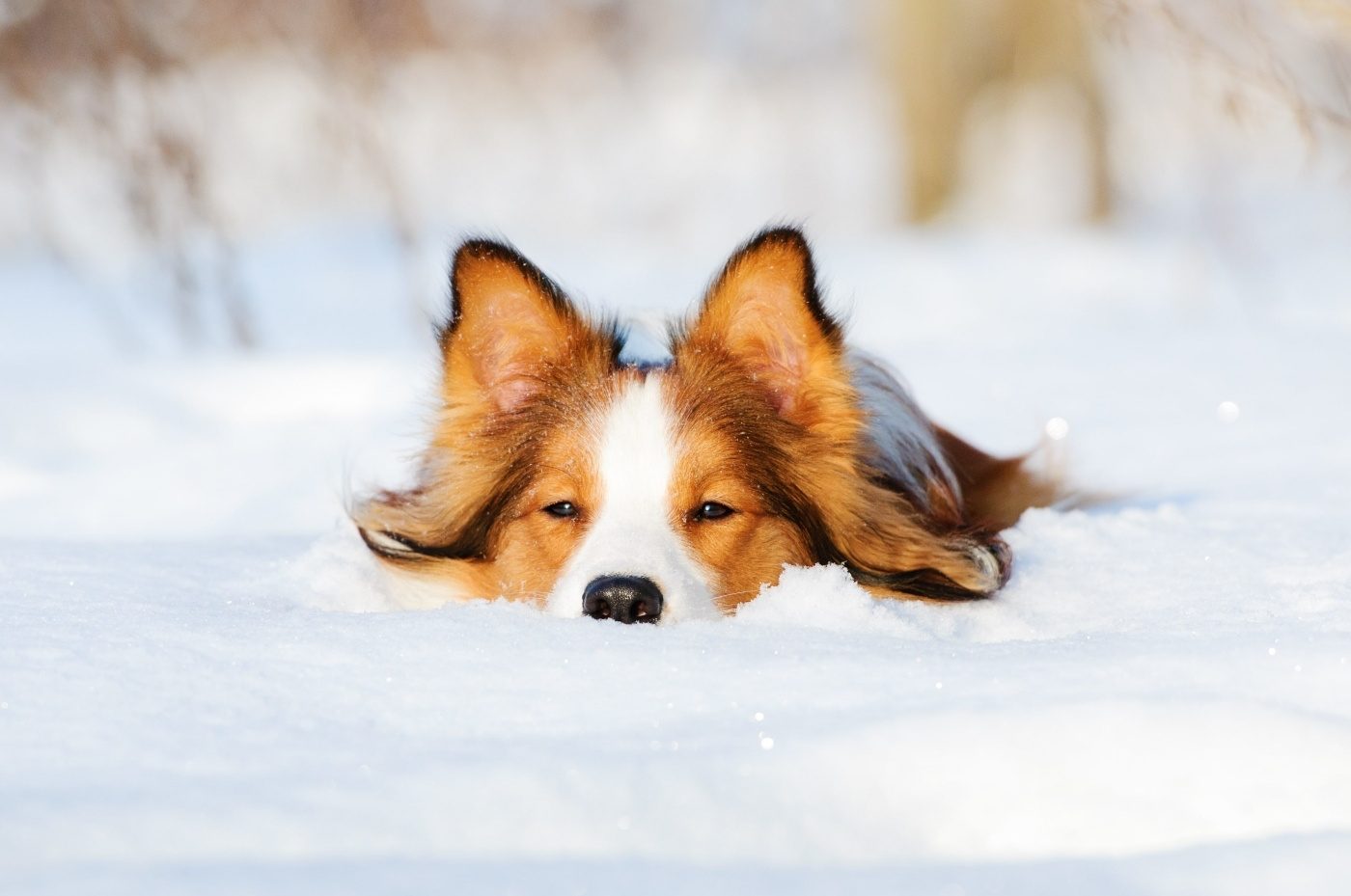 Kleiner braun-weißer Hund mit langem Fell liegt entspannt im Schnee