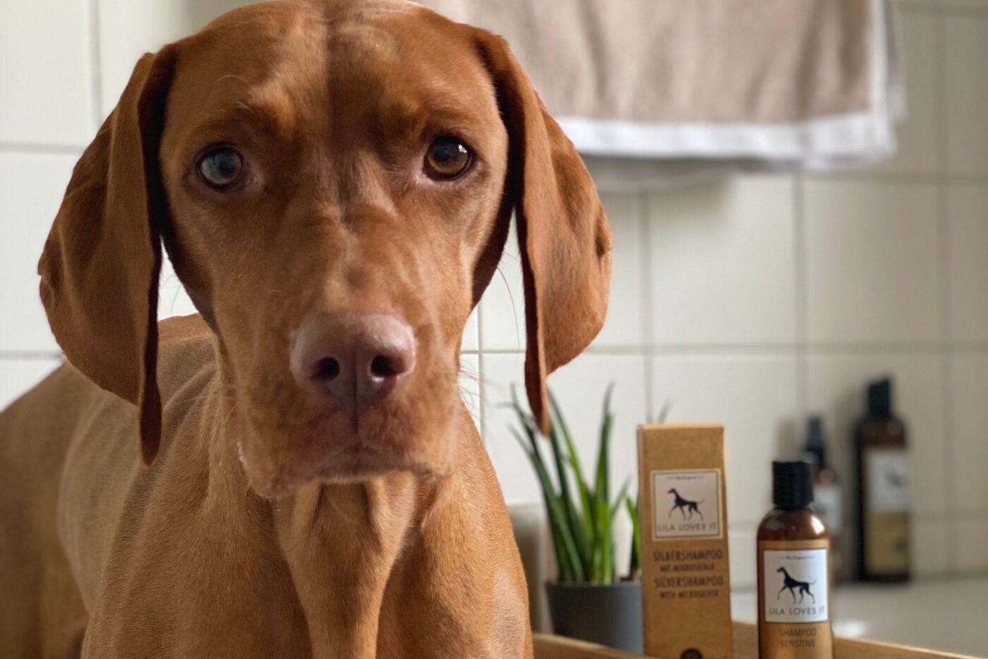 Brauner junger Hund steht in der Badewanne neben Flaschen Pflegemittel und Dekopflanzen | LILA LOVES IT "Silbershampoo & Shampoo Sensitive"
