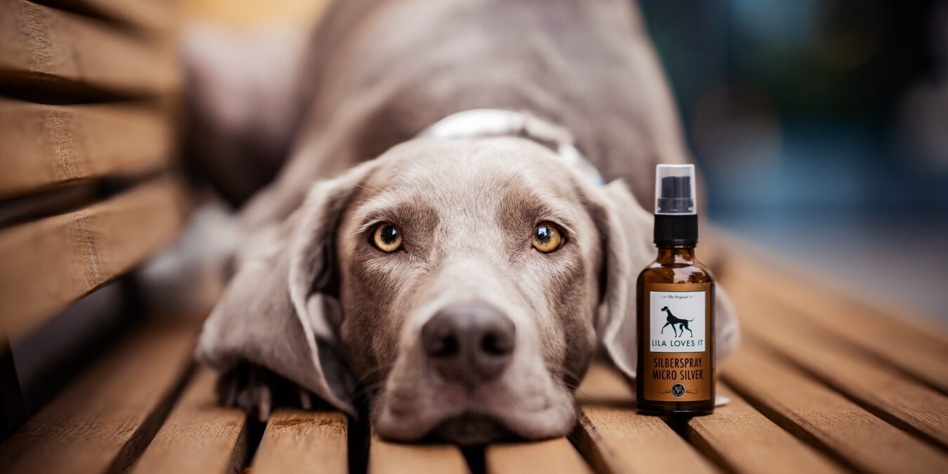 Braun-grauer Hund liegt mit dem Kopf gesenkt auf einer Holzbank mit einer Flasche Desinfektionsspray und schaut in die Kamera | LILA LOVES IT "Silberspray für Hunde"