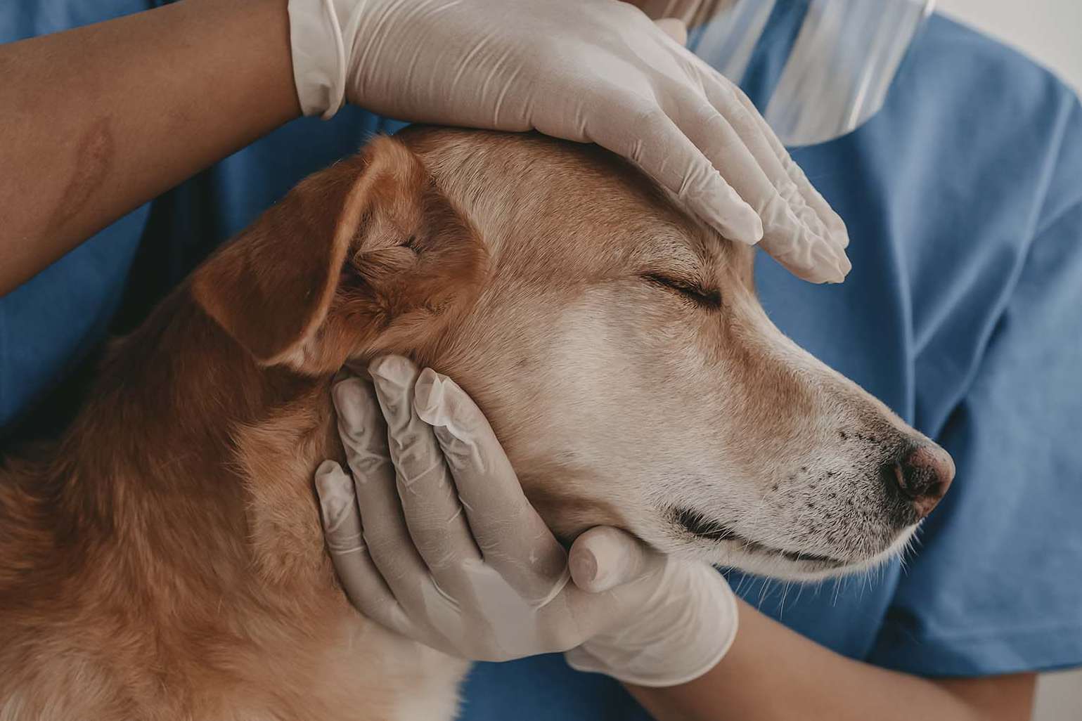 Hund wird ruhig von Arzt behandelt