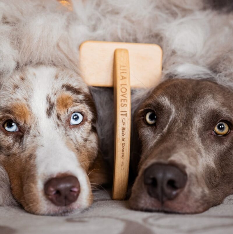 Zwei Hunde im Fellwechsel mit Slicker Bürste